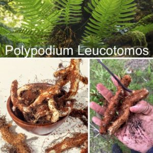 100g Wild Kalawalla Polypodium Leucotomos Calaguala Fern - Fresh Skin Immune Herb