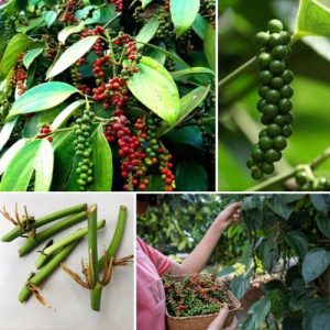 Black Pepper Piper Nigrum Live Plant - Rare Rooted 4 Cutting for High-Quality Spice Growing