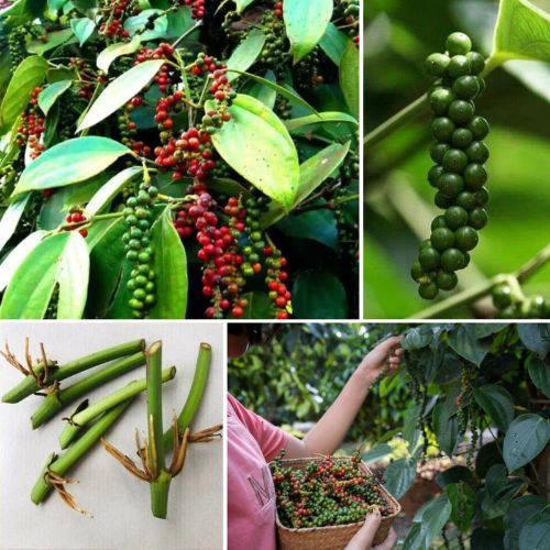 Black Pepper Piper Nigrum Live Plant - Rare Rooted 4 Cutting for High-Quality Spice Growing