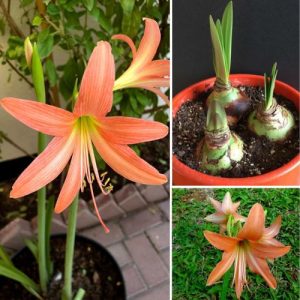 Amaryllis Striped Orange Barbados Lily Hippeastrum Striatum - 2 Live Bulbs