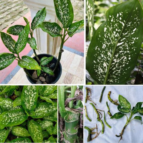 3 Dieffenbachia Seguine Amoena Compacta Rooted Cuttings - Dumb Cane Indoor Plants 4 Inch