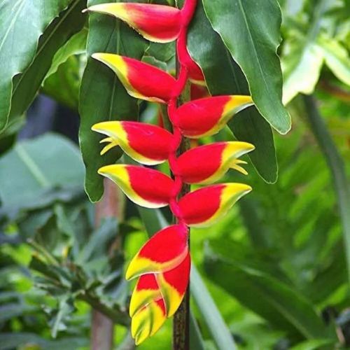 3 Heliconia Rostrata Hanging Lobster Claw Live Rhizomes - Exotic Tropical Plants