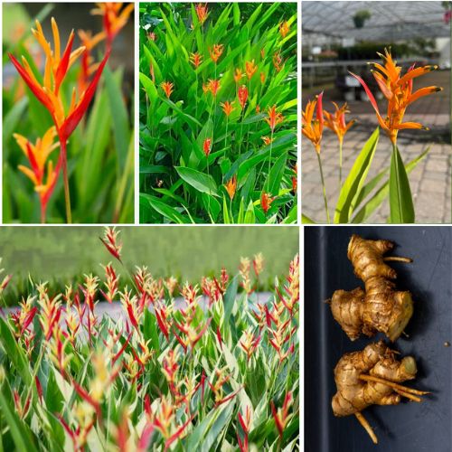 3 Heliconia Yellow Orange Rhizomes - Lobster Claw Exotic Tropical Bloom Live Plants