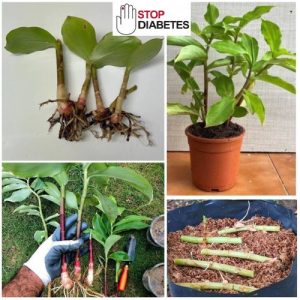 3 Insulin Plant Rhizomes - Costus Speciosus Spiral Medicinal Plant for Diabetes Support