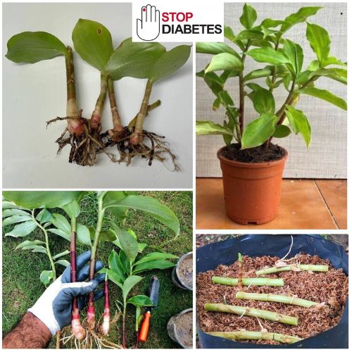 3 Insulin Plant Rhizomes - Costus Speciosus Spiral Medicinal Plant for Diabetes Support