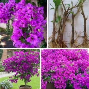 3 Purple Bougainvillea Live Plant Cuttings - Fresh Large Flowering Starters