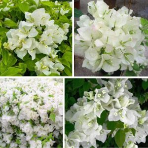 3 White Bougainvillea Well Rooted Live Cutting Plants - Rare Flower Starters Big Size