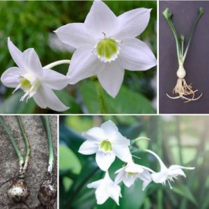 Amazon Lily Urceolina Eucharis Bulbs - White Flowering Plant Ready to Grow 2 Bulbs