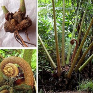 Angiopteris Evecta Giant King Fern Bulb - Rare Bonsai Fern Caudex Rhizomes