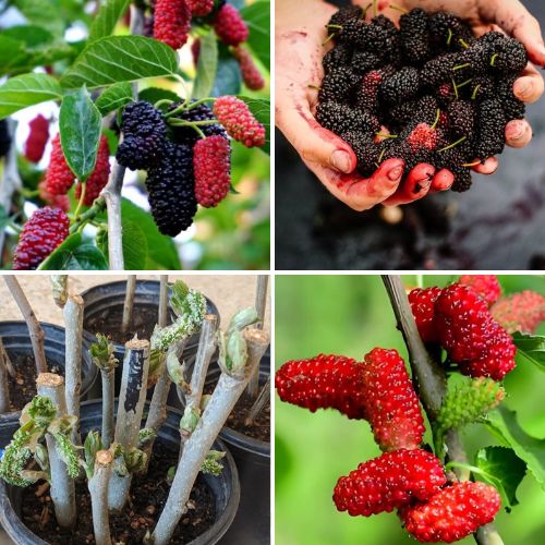 Black Red Mulberry Well Rooted Live 3 Cuttings - Organic Easy to Grow Fruit Garden Plant