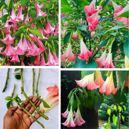 Brugmansia Suaveolens Angel Trumpet Pink Red Live Plant Cuttings - 4 Inches - 3 Pieces
