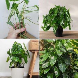 Burle Marx Philodendron Live Organic 3 Cuttings - Rare Fast-Growing Tropical Indoor & Outdoor Plant