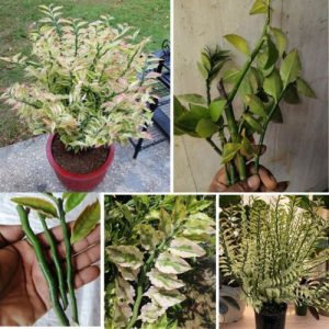 Devil's Backbone Euphorbia Tithymalides Variegata Succulent Live - 5 Knot - 3 Cuttings