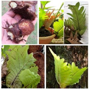 Drynaria Quercifolia Ceylon Oakleaf Fern 2 Bulbs - Rare Ayurvedic Indoor Tropical Fern