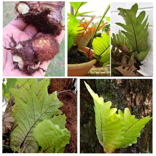 Drynaria Quercifolia Ceylon Oakleaf Fern 2 Bulbs - Rare Ayurvedic Indoor Tropical Fern