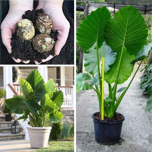 Elephant Ear Alocasia Colocasia Giant Plant 2 Bulbs – Indoor & Outdoor Ready to Grow