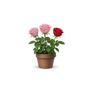 Flowering Plants