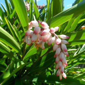 Ginger Alpinia Shell Zerumbet - Organic Tropical Spicy Exotic Flower Rhizomes - 3 Bulbs