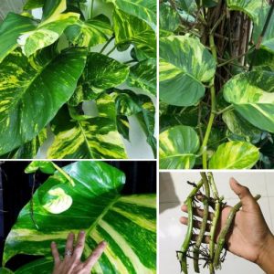Golden Pothos Queen Hawaiian Giant Variegated Vine Cutting - 3 Node Fenestrated Leaf - 5 Inch