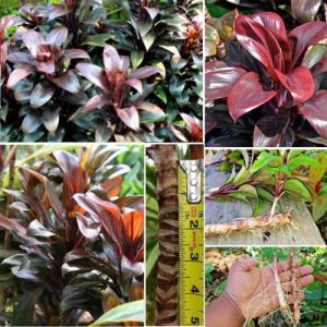 Hawaiian Ti Plant Cordyline Fruticosa Chocolate Variety Live Plant Cuttings – Tropical Foliage Plant