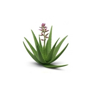 Herbs & Medicinal Plants