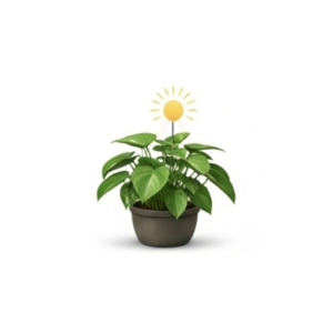 Indoor Plants