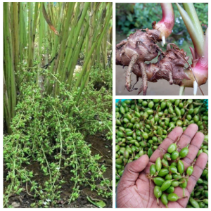 Live Cardamom Plant Rhizome - Organic True Elachi Cutting - Grow Fresh Cardamom at Home