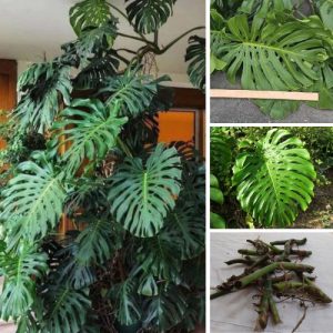 Monstera Deliciosa Swiss Cheese Plant - 3 Rooted Node Cuttings - Houseplant