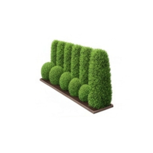 Outdoor Plants