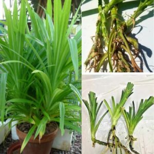 Pandan Amaryllifolius Live Plant - Fresh Rooted Pandanus Leaf Cuttings - 2 Pieces