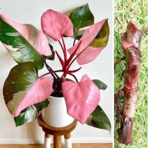 Philodendron Pink Princess - High Variegated Rare Live Rooted Cutting 4 Inch Plant