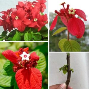 Rare Mussaenda Red Perennial Shrub - Easy to Grow Tropical Flowering Plant with Vibrant Bracts 2 Live Cuttings