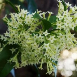 Rare Night Blooming Jasmine Plant - Cestrum Nocturnum - Fragrant Live Cutting 4-6 inch