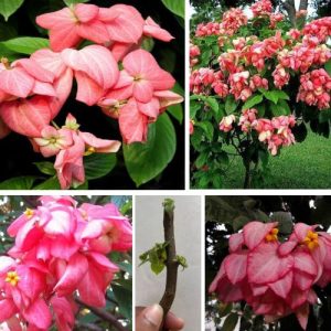 Rare Pink Mussaenda 2 Live Cuttings Flag Blush Dogwood - Organic Tropical Fast - Growing Plant