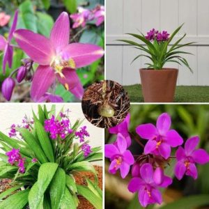 Spathoglottis Plicata Purple Ground Orchid – Live Indoor & Outdoor Terrestrial Orchid 2 Bulbs