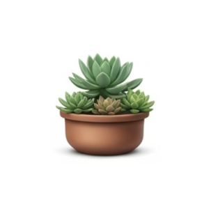 Succulents & Cacti