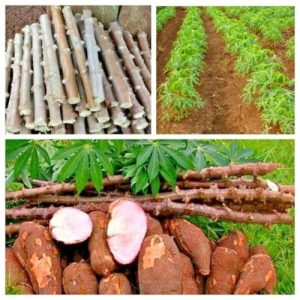 Sweet Cassava Yuca Manihot Esculenta Manioc Tapioca Quick Stick Cutting - 3pcs