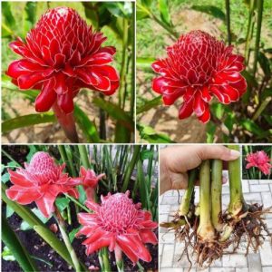 Red Torch Ginger Rhizome (Etlingera Elatior) Live Tropical Exotic Flower Plant – Vibrant Red Bloom