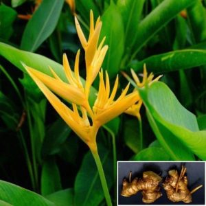 3 Dwarf Heliconia Golden Torch Latispatha Live Rhizomes – Exotic Tropical Plant for Indoor & Outdoor Gardens