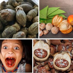 10PCS Dried Areca Betel Nut Palm with Free Limestone Paste Supari Catechu from Sri Lanka