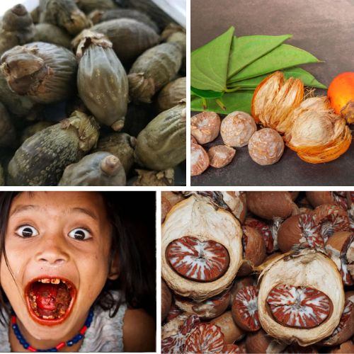 10PCS Dried Areca Betel Nut Palm with Free Limestone Paste Supari Catechu from Sri Lanka