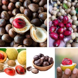 10Pcs Organic Whole Nutmeg Myristica Fragrans Premium Grade from Sri Lanka - Grade A Quality