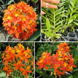 Epidendrum Orchid Bright orange - Exotic Long - Lasting Blooms for Indoor & Garden Well Rooted 2 Plant