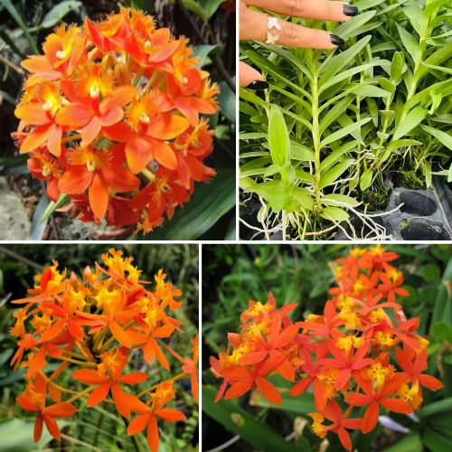 Epidendrum Orchid Bright orange - Exotic Long - Lasting Blooms for Indoor & Garden Well Rooted 2 Plant
