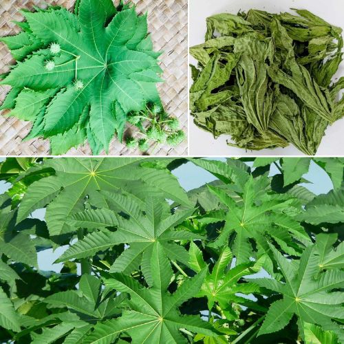 25 Organic Dried Castor Leaves Ricinus Communis – 100% Natural Ayurvedic Herbal Tea Leaves