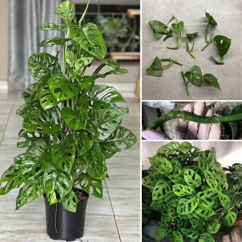 3 Monstera Swiss Cheese Plant Monstera Adansonii – Rare Indoor Tropical Vine with Perforated Leaves Rooted Cuttings