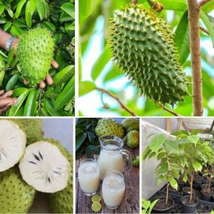 Annona Muricata Plant Graviola Soursop – Tropical Well Rooted Fruit with Health Benefits