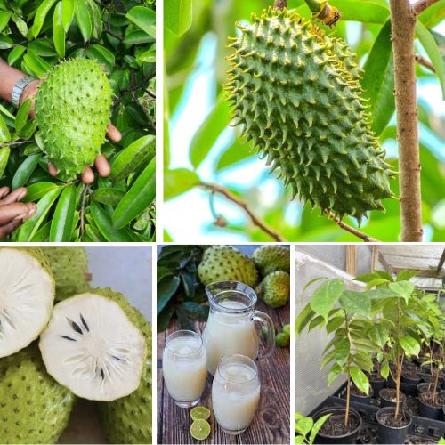 Annona Muricata Plant Graviola Soursop – Tropical Well Rooted Fruit with Health Benefits