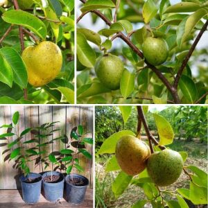 Annona glabra Plant Wild Sweetsop Pond Apple – Tropical Wild Sweetsop Fruit Tree for Garden