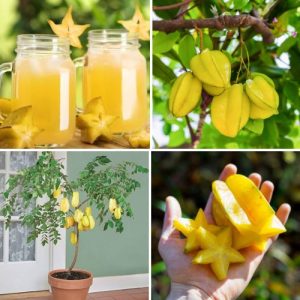 Averrhoa Carambola Starfruit Plant Fresh Tropical Fruit with Antioxidant Heirloom Exotic